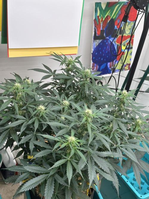 Banana Blaze Auto. Week 4