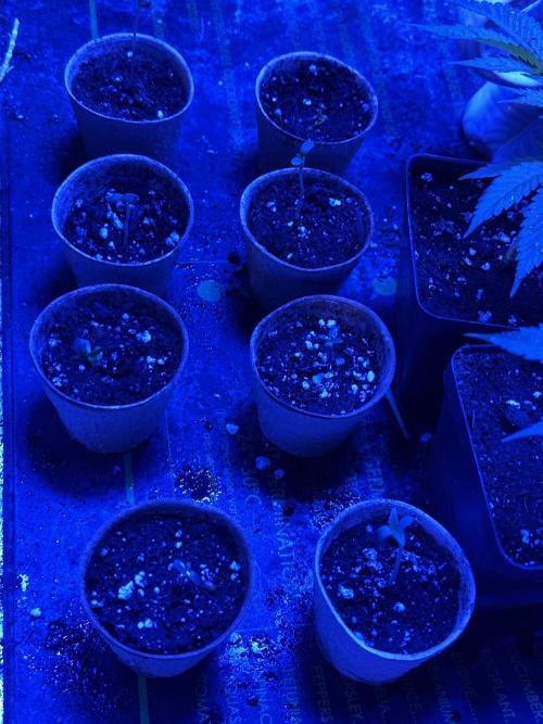 “Supreme Bubba Roja” Phenohunt!. Week 0