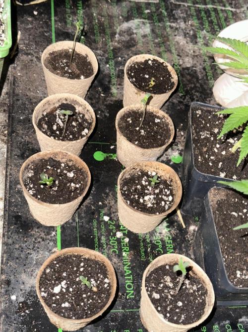 “Supreme Bubba Roja” Phenohunt!. Week 0