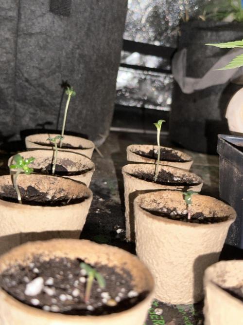 “Supreme Bubba Roja” Phenohunt!. Week 0