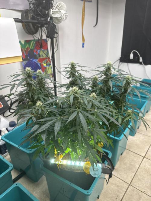 Banana Blaze Auto. Week 5