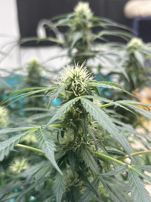 Banana Blaze Auto. Week 5