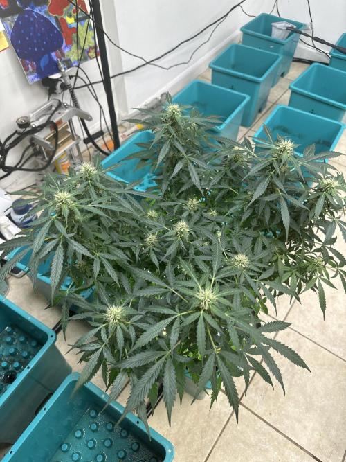 Banana Blaze Auto. Week 5