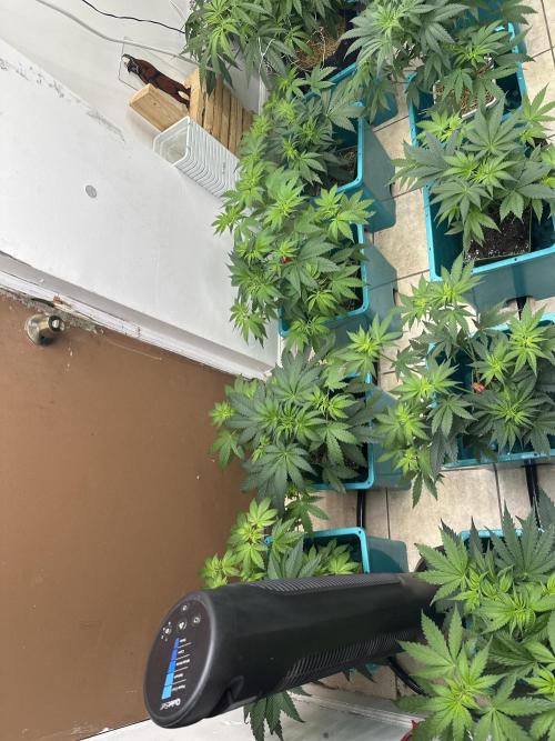 Pheno Hunt 4/1/26. Week 5