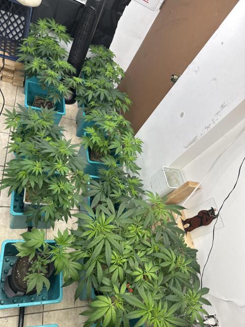 Pheno Hunt 4/1/26. Week 5