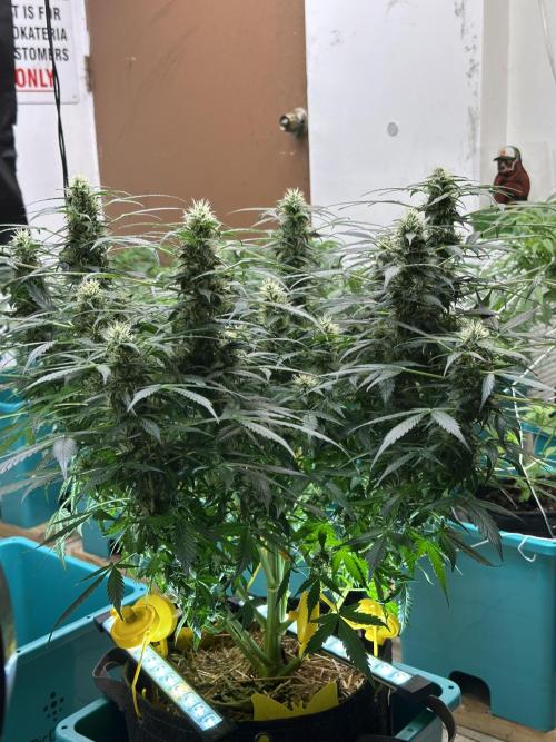 Banana Blaze Auto. Week 6