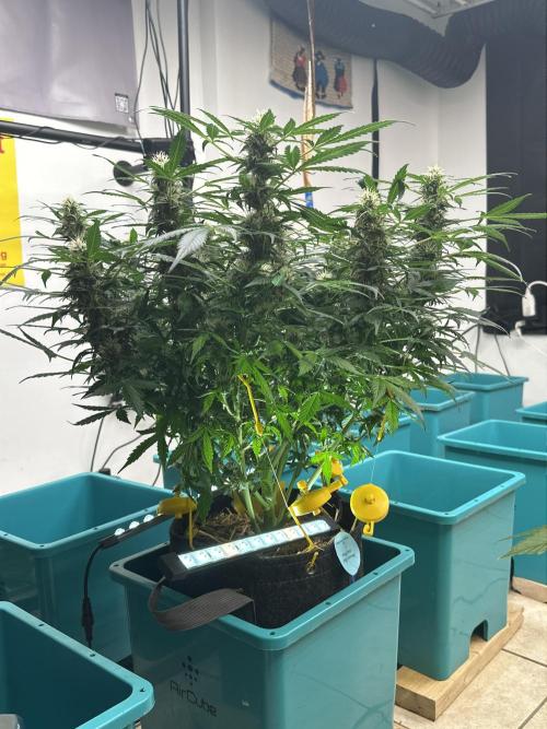 Banana Blaze Auto. Week 6