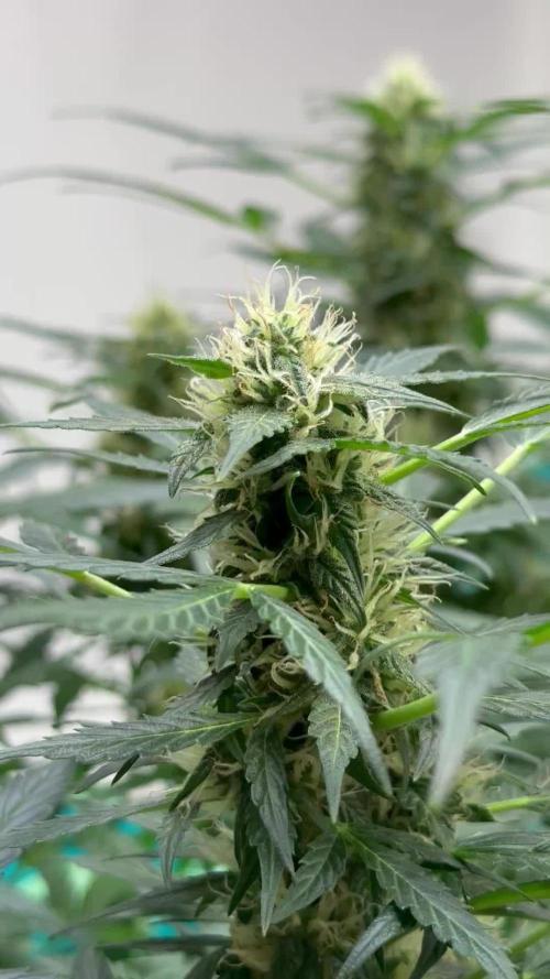 Banana Blaze Auto