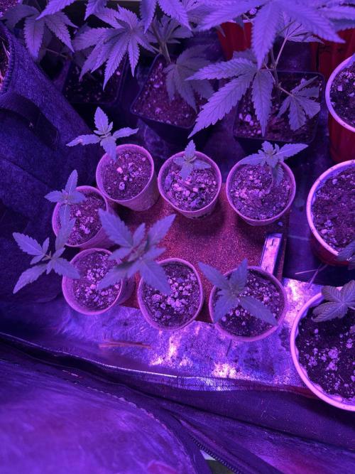 “Supreme Bubba Roja” Phenohunt!. Week 1