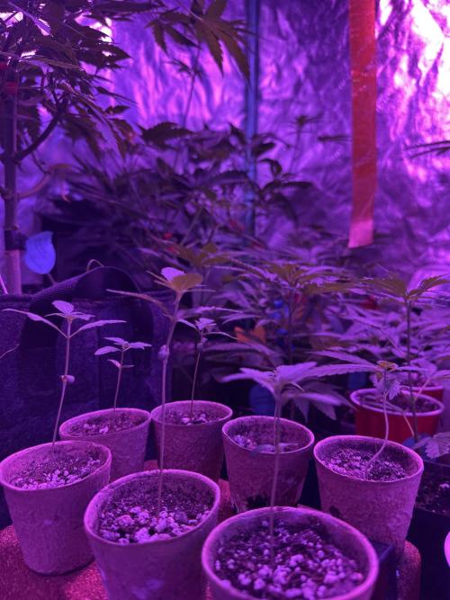 “Supreme Bubba Roja” Phenohunt!. Week 1