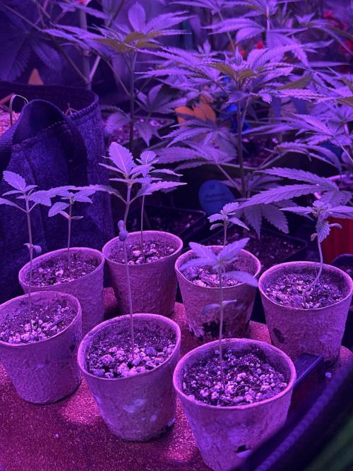 “Supreme Bubba Roja” Phenohunt!. Week 1