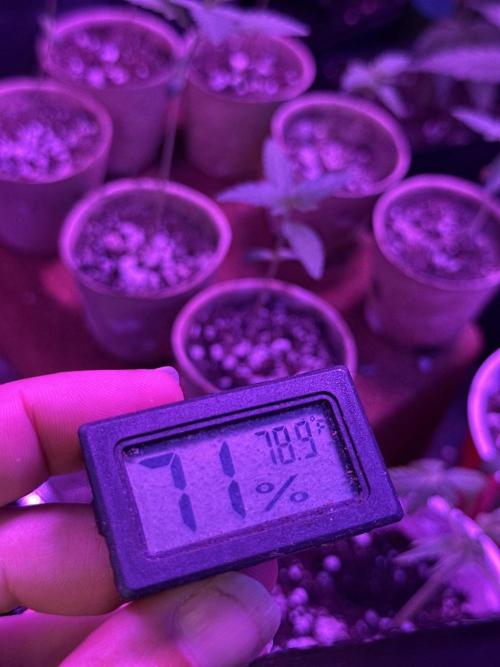 “Supreme Bubba Roja” Phenohunt!. Week 1