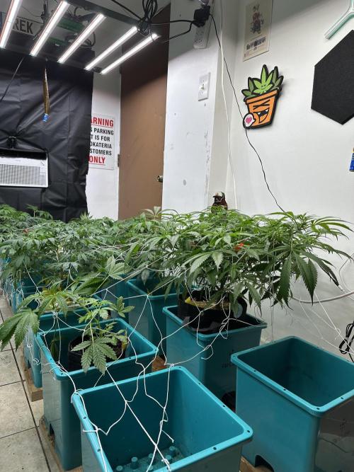 Pheno Hunt 4/1/26. Week 6