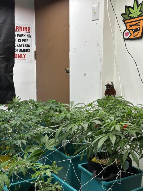 Pheno Hunt 4/1/26. Week 6