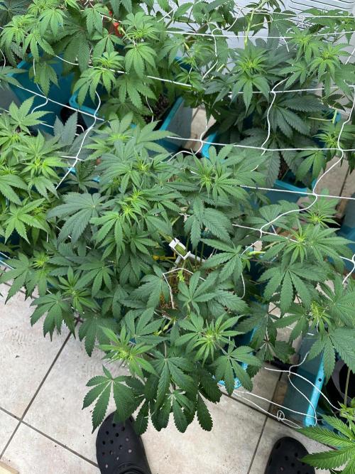 Pheno Hunt 4/1/26. Week 6