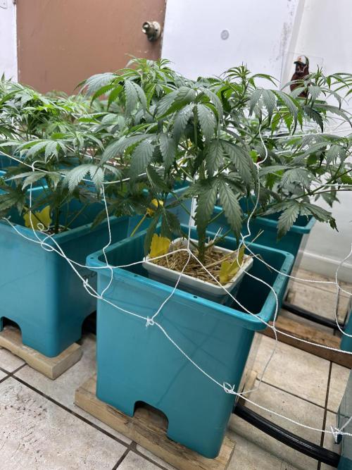 Pheno Hunt 4/1/26. Week 6