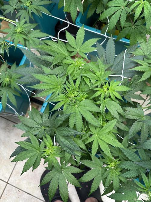 Pheno Hunt 4/1/26. Week 6
