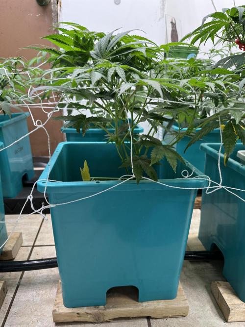 Pheno Hunt 4/1/26. Week 6