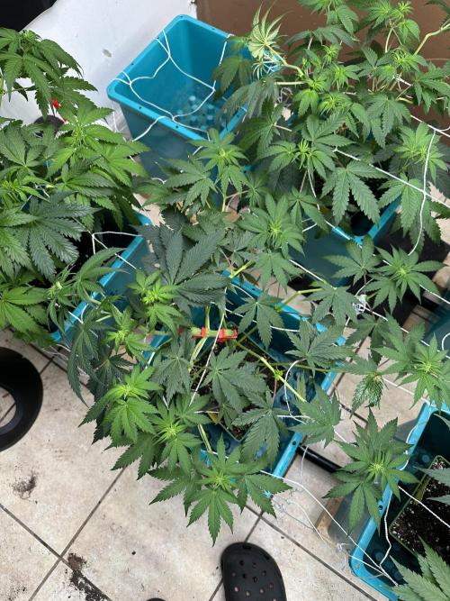 Pheno Hunt 4/1/26. Week 6