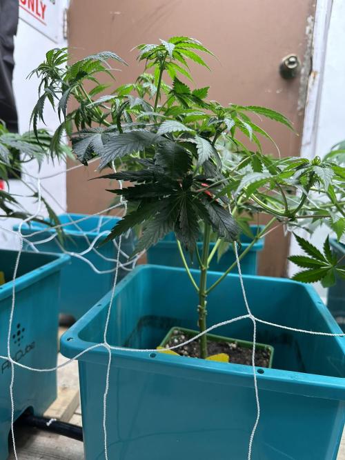 Pheno Hunt 4/1/26. Week 6