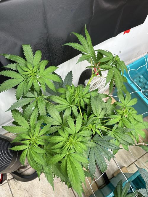 Pheno Hunt 4/1/26. Week 6