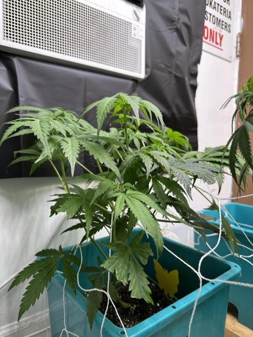 Pheno Hunt 4/1/26. Week 6