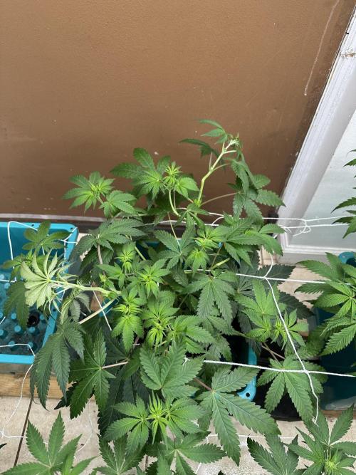 Pheno Hunt 4/1/26. Week 6