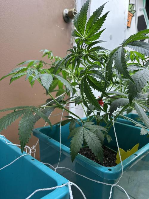 Pheno Hunt 4/1/26. Week 6