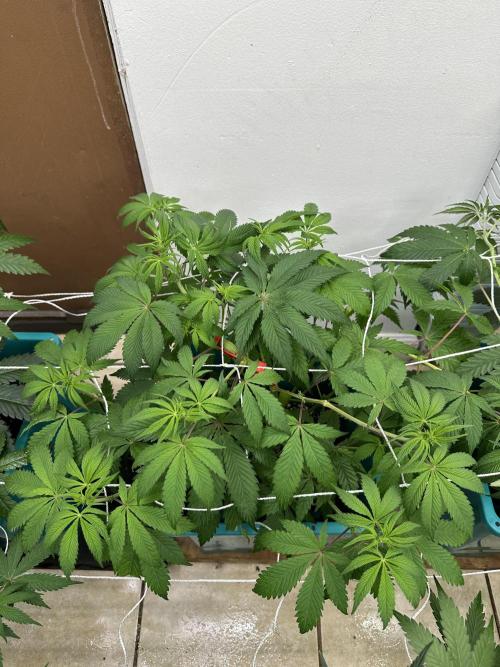 Pheno Hunt 4/1/26. Week 6