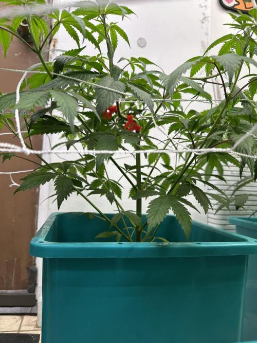 Pheno Hunt 4/1/26. Week 6