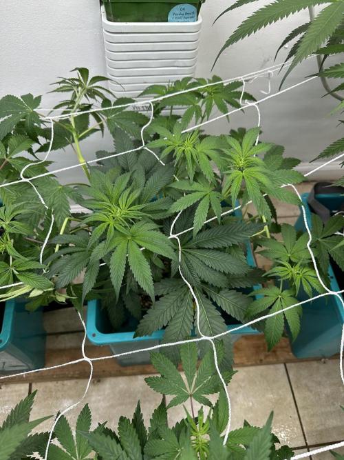 Pheno Hunt 4/1/26. Week 6