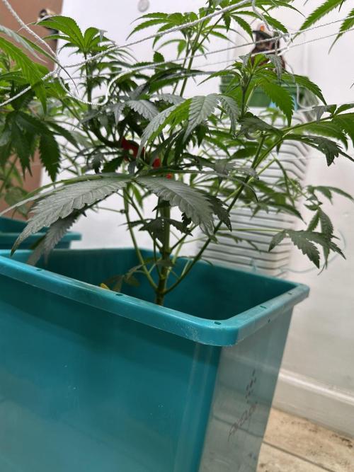 Pheno Hunt 4/1/26. Week 6