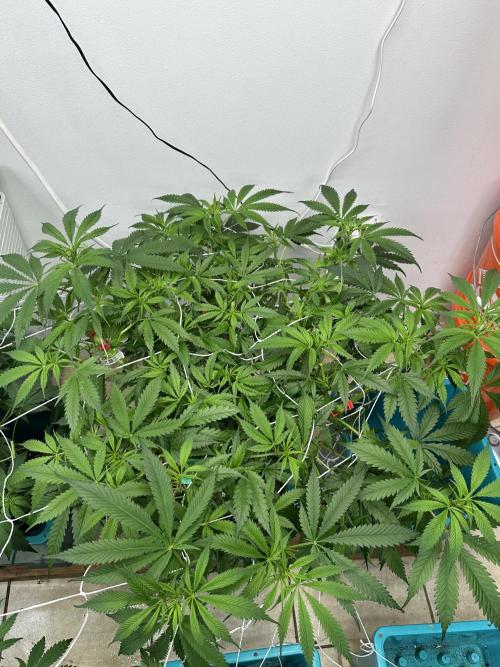 Pheno Hunt 4/1/26. Week 6