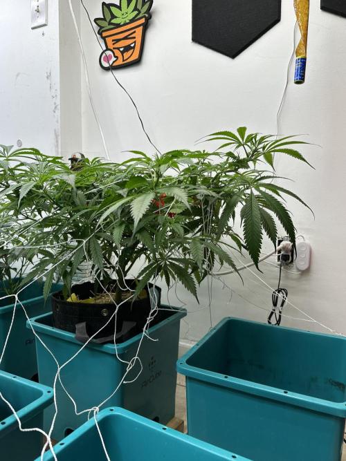 Pheno Hunt 4/1/26. Week 6