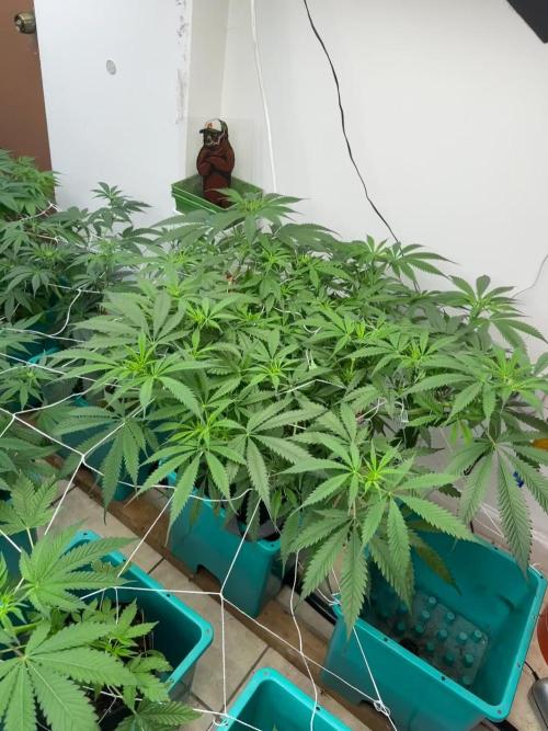 Pheno Hunt 4/1/26