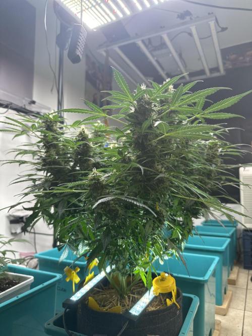 Banana Blaze Auto. Week 10