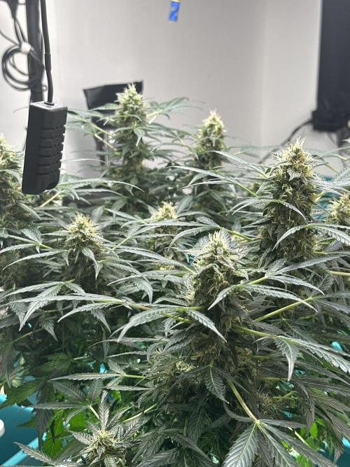 Banana Blaze Auto. Week 10