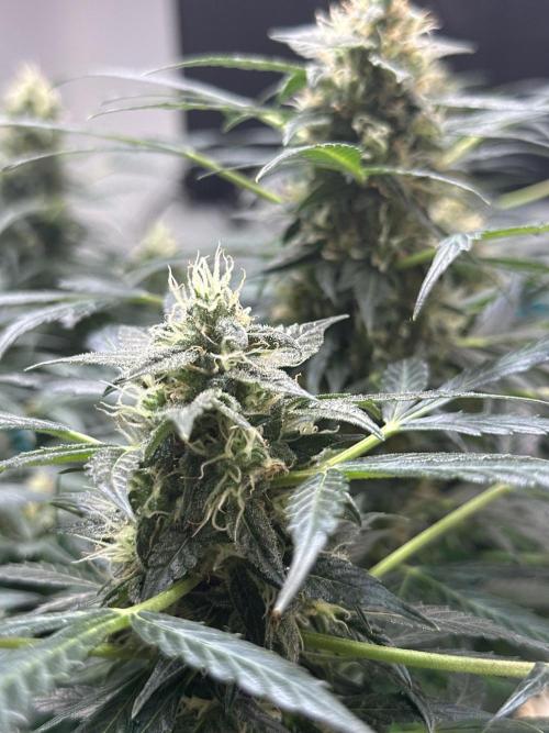 Banana Blaze Auto. Week 10