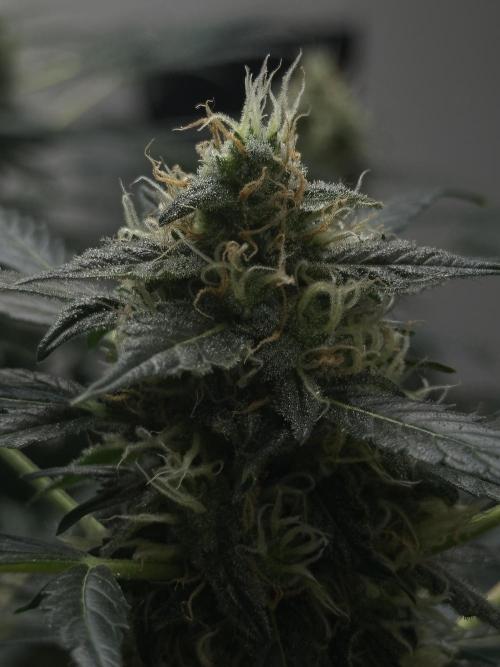 Banana Blaze Auto. Week 10