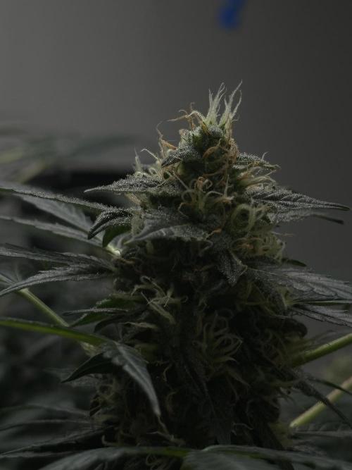 Auto Banana Blaze. Week 15
