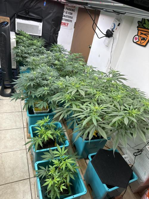 Pheno Hunt 4/1/26. Week 7