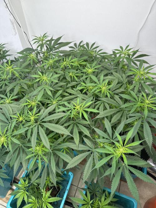 Pheno Hunt 4/1/26. Week 7