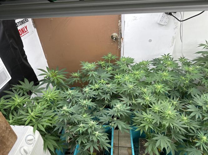 Pheno Hunt 4/1/26. Week 7