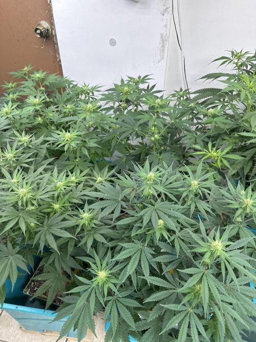Pheno Hunt 4/1/26. Week 7