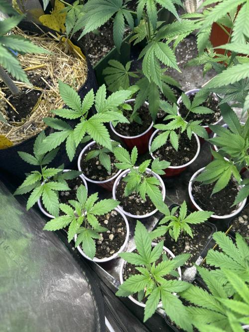 “Supreme Bubba Roja” Phenohunt!. Week 2