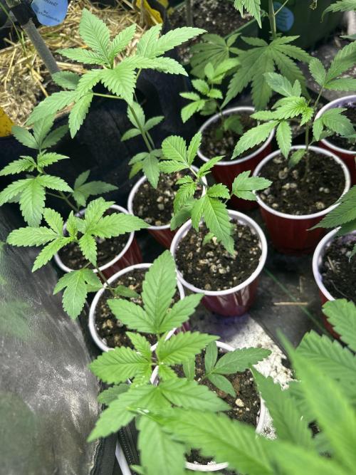 “Supreme Bubba Roja” Phenohunt!. Week 2