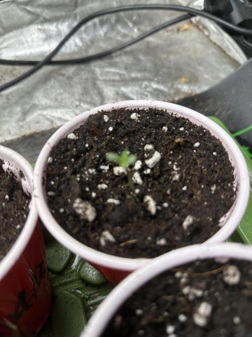 Banana Blaze Auto. Week 0