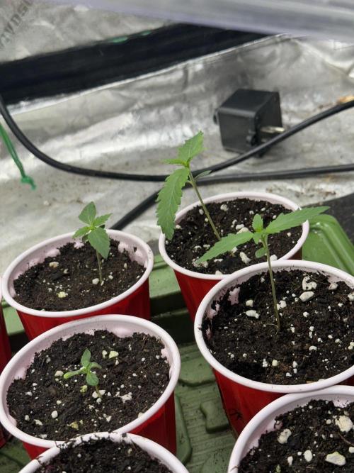 Auto Banana Blaze. Week 2