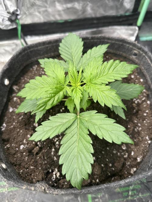 Banana Blaze Auto. Week 3