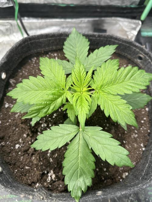 Banana Blaze Auto. Week 3
